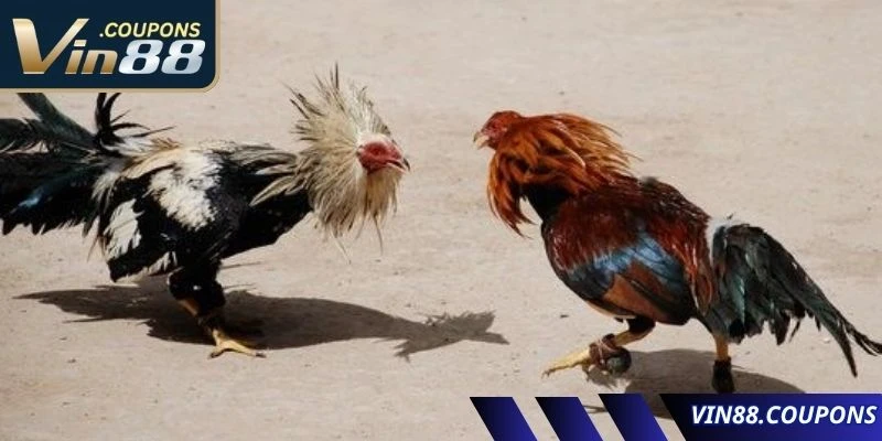 Giới thiệu về sân chơi đá gà VIN88 nổi bật