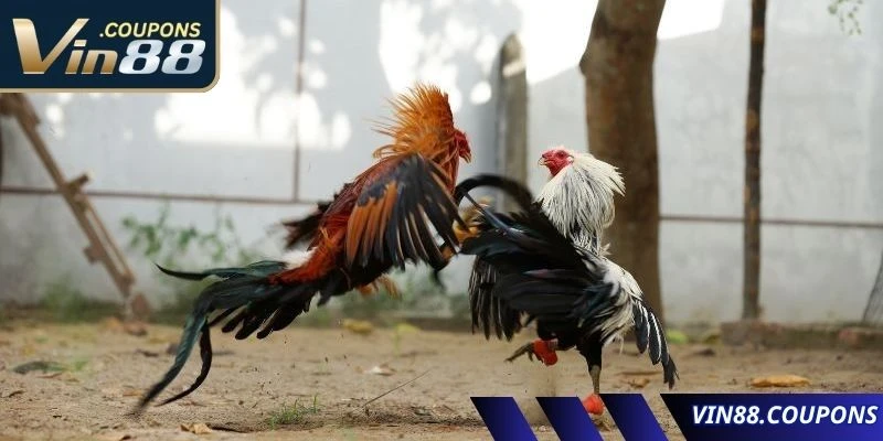 Tính năng nổi trội của sân chơi đá gà tại nhà cái