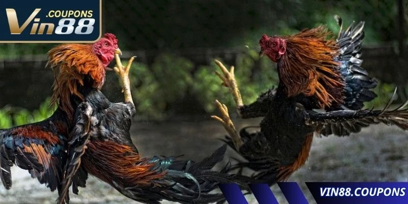 Hình thức này được yêu thích tại sảnh đá gà VIN88