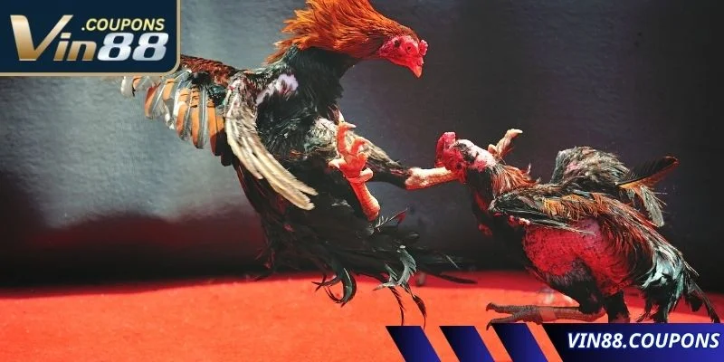 Bí quyết xem kèo và đặt cược gà chọi nhau hiệu quả nhất