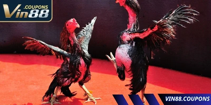 Chất lượng video trực tiếp khi theo dõi gà giao đấu cực nét