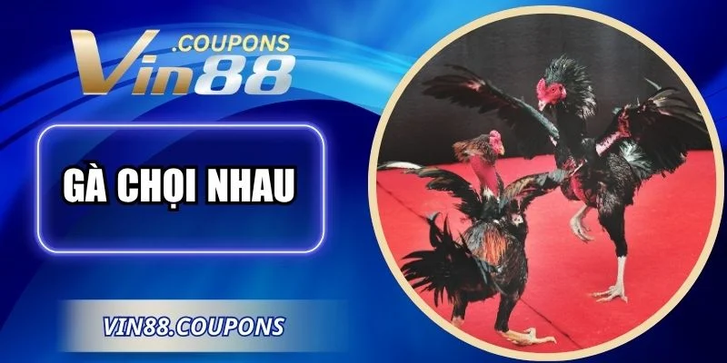 Gà Chọi Nhau - Kèo Cược Trực Tuyến Hấp Dẫn Tại VIN88